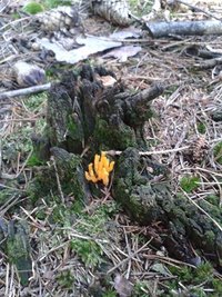 <p>
	Ziegenbart - gefunden im Werdauer Wald</p>
