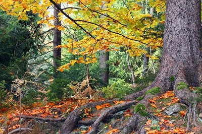 <p>
	Farben des Herbstes - im Bornwald Richtung Lengefeld</p>
