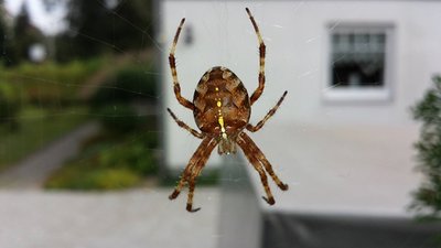 <p>
	Spiderman - aufgenommen in Pleißa bei Limbach-Oberfrohna</p>
