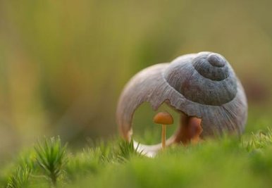 <p>
	Pilz im Haus - aufgenommen bei Olbernhau.</p>
