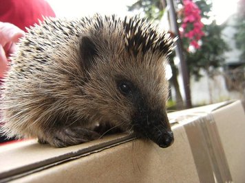 <p>
	Ein zugelaufener Igel im erzgebirgischen Oelsnitz</p>
