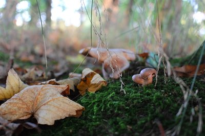 <p>
	Im Wald bei Altmittweida</p>
