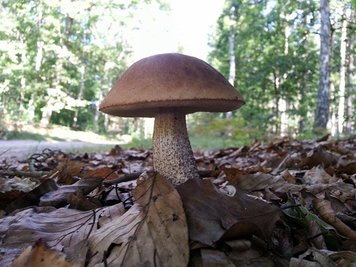 <p>
	Prachtexemplar - gefunden im Urlaub bei Mirow</p>
