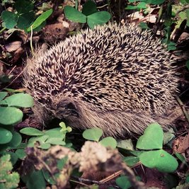 <p>
	Igel im Klee in Mülsen St. Niklas</p>
