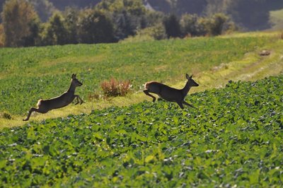 <p>
	Rehe im Feld bei Mülsen</p>
