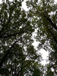 <p>
	Blick in die Wipfel im Chemnitzer Küchwald</p>
