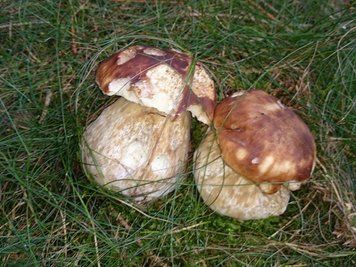 <p>
	Pilze im Tharandter Wald</p>

