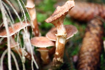 <p>
	Gefunden im Gronwald</p>
