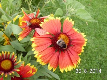 <p>
	Herbstblumen im Garten "Rosarium".</p>

