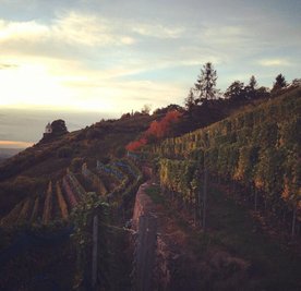 <p>
	Weinlese in Radebeul.</p>

