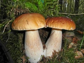<p>
	Zwillinge</p>
