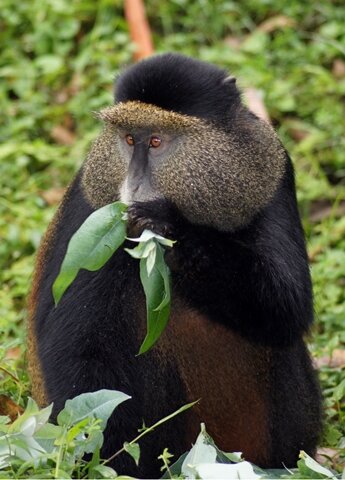 <p>
	Eine der seltensten Affenarten der Welt sind die Golden Monkeys (Goldmeerkatzen), die ausschließlich im Grenzgebiet zwischen Ruanda, Uganda und dem Kongo leben.</p>
