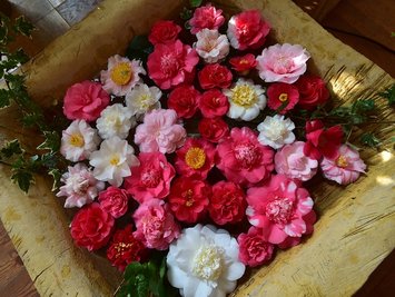 <p>
	An den ersten Tagen der Ausstellung kann das Publikum die schönste Blüte Deutschlands für 2015 wählen. Kamelienfreunde der Gesellschaft werden auf Wunsch der Besucher ihr Expertenwissen preisgeben.</p>
