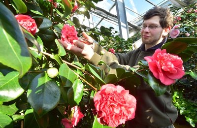 <p>
	<span class="Text">Für ein "königliches Blütenfest" erntet Zierpflanzenbauer Max Pokoj im 100 Jahre alten königlichen Gewächshaus in Zuschendorf Blüten für die die XII. Deutsche Kamelienblütenschau. Vor 100 Jahren hatte der letzte Sachsenkönig, Friedrich August III. in Pillnitz selbst diese Gewächshäuser eingeweiht. Die Schauhäuser sind geöffnet und auf 1.500 m² kann die unter Denkmalschutz stehende Sächsische Kameliensammlung bewundert werden. </span></p>
