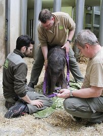 <p>
Die Geburt des zweiten Babys der inzwischen 29 Jahre alten Elefantenkuh Hoa, die 1987 von Vietnam nach Leipzig kam, stand von Anfang an unter keinem guten Stern. Es wog nur 68 Kilogramm und damit die Hälfte des ersten, 2012 durch Hoa geborenen und kurz darauf von ihr getöteten Jungen.</p>