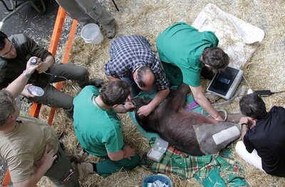 <p>
An eine Ernährung mit Flasche war nicht zu denken. "Trotz Infusionen hatte das Jungtier am Ende keine Kraft mehr aufzustehen. Wir haben nichts unversucht gelassen und sind auch personell an die Grenzen gegangen. Letztlich haben wir entschieden, der Kleinen weitere Leiden zu ersparen", sagte Junhold.</p>