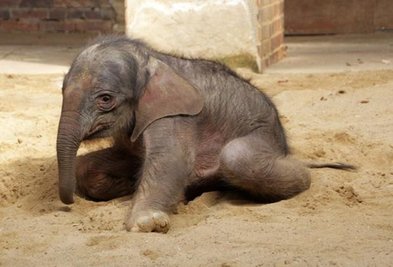 <p>
Nach den Vorwürfen gegen den Zoo von damals, er hätte die Mutter bei der Geburt nicht angekettet, wollten die sechs Elefantenpfleger und der Tierarzt diesmal nichts riskieren. Sie trennten Mutter und Kind unmittelbar nach der Geburt, mussten aber feststellen, dass das kleine Mädchen nicht allein stehen konnte und vermutlich deshalb auch nicht trinken wollte.</p>