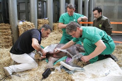 <p>
Nachdem eine Fraktur des Oberschenkels diagnostiziert und diese am Freitag in einer vierstündigen OP gerichtet worden war, übernahm ein Team von Tiermedizinern und Pflegern die intensivintensiv-medizinische Behandlung und künstliche Ernährung.</p>