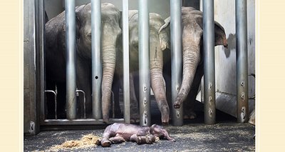 <p>
Auch Elefantenmutter Hoa sowie die bei der Geburt im Tempel anwesenden Kühe Don Chung und Trinh durften am Dienstag Abschied von dem toten Baby nehmen.</p>