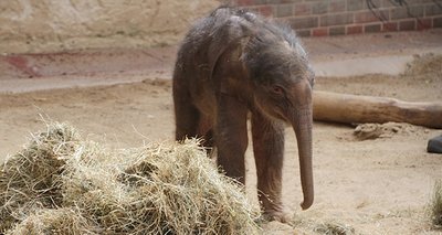 <p>
Das am vergangenen Mittwoch im Leipziger Zoo geborene Elefantenbaby hatte das Zeug zum Star. Es wäre in den nächsten Monaten der Publikumsmagnet geworden, denn es sorgte von den ersten Minuten an für Mitgefühl. </p>