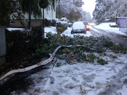 <p>
	...auch hier zeigen sich schnell die Nachteile des Wetter-Umbruchs. So brach durch den Schnee bedingt ein Ast vom Baum herunter und blockierte teilweise eine Straße.</p>
