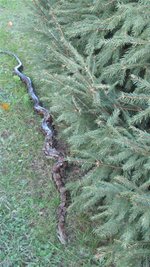 <p>
	Freibergs Tierparkchef Peter Heinrich erklärt, dass es sich mit großer Wahrscheinlichkeit um eine Boa constrictor – etwa drei bis vier Jahre alt – handelt. Rätselhaft ist jedoch, woher das Tier stammte.</p>
