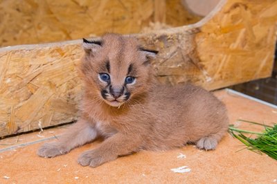 <p>
	Einen Namen hat der kleine Kerl noch nicht. Den soll er am 29. Mai beim Auer Tierparkfest (Motto: "Traumland") bekommen.</p>
