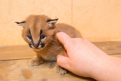 <p>
	Die Besucher können bis dahin noch via Facebook und E-Mail an <a href="mailto:zooderminis@web.de">zooderminis@web.de</a> unter den drei Vorschlägen Karli, Kalle und Kari wählen und abstimmen.</p>
