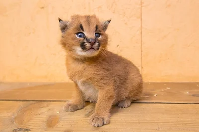 <p>
	Der kleine Kater kam am 29. April zur Welt. Carl und Cara sind die Eltern. Sie leben seit 2012 in Aue. Die Tiere waren in einem Fall von Tierschmuggel beschlagnahmt worden und kamen danach in den Zoo der Minis.</p>
