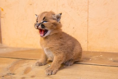 <p>
	Das Jungtier wird noch bis Ende des Jahres im Auer Tierpark leben und bekommt danach ein neues Zuhause. In Deutschland leben nur in fünf Zoos Karakale. Nachzuchten sind sehr selten, in Aue hat es jedoch nun schon zum fünften Mal mit Nachwuchs geklappt.</p>
