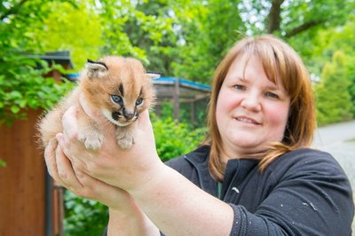<p>
	Neben Mutter Cara kümmert sich auch Zootierpflegerin Silke Bauer um den süßen kleinen Wüstenluchs</p>
