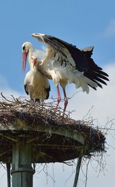 <p>10. Mai: Er legt sich ins Zeug, sie nimmt es eher gelassen hin. Das Liebesspiel dieses Storchenpaares beweist, dass auf dem Horst im Rochlitzer Ortsteil Penna wieder Leben eingezogen ist. Anfang Mai waren die Weißstörche aus ihrem Winterlager zurückgekehrt. Erstmals hatte 1986 ein Storchenpaar in Penna Quartier bezogen. In der Region gibt es einen weiteren Horst auf einem Schornstein an der Colditzer Straße in Rochlitz. Das dortige Paar war bereits vier Wochen früher zurückgekehrt.</p>