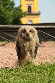 <p>9. Juni: Ein sieben Wochen alter Uhu ist der neueste Star des Sächsischen Adler- und Jagdfalkenhofs in Augustusburg. Der Baby-Raubvogel, der von seinen Besitzern den Namen Karl erhielt, war am 19. April geschlüpft und ist eines von insgesamt 30 Tieren von Falkner Michael Löbel und Mitarbeiterin Antje Richter. Die Falknerei, unmittelbar neben der alten Linde am Schloss Augustusburg gelegen, besteht seit 1992.</p>