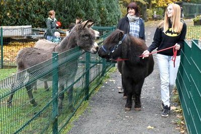 <p>5. November: Das dicke Pony Idefix, berühmt, weil es von Besuchern des Freiberger Tierparks dick und rund gefüttert worden war, legte nach Abnehm-Erfolgen 2016 wieder zu. Das Tier bringt inzwischen wieder etwa 220 Kilogramm auf die Waage. Noch im Mai dieses Jahres hatte der Rappe 160 Kilo gewogen. Der Jo-Jo-Effekt, sagte Tierparkchef Peter Heinrich und verordnete wöchentliches Lauftraining. Also gehen Moppelpony Idefix, Maria Scharkus, Mitglied im Tierparkförderverein, und ihre Mutter Grit Scharkus regelmäßig spazieren. Der Rappe begrüßt bei seiner Runde natürlich auch die beiden Esel Christoph und Ella und lässt sich so gern ablenken. Denn: Allzu viel Lust zum Sporttreiben hat der Rappe nicht. Mitunter bleibt Idefix bei der Runde einfach stehen. Mit gutem Zureden bringt Maria Scharkus das Moppelpony aber wieder in Bewegung. Das sonntägliche Programm dauert – inklusive Striegel-Wohlfühlprogramm – zwei Stunden. Obwohl der Jo-Jo-Effekt zugeschlagen hat, wird die Diät im Winter aber wieder abgesetzt. Denn: Mit etwas Speck übersteht Idefix die Kälte besser, sagt der Tierparkchef.</p>