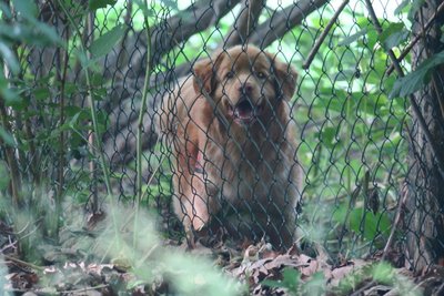 <p>Auch Rettungshunde suchten rund um den Gleesberg nach dem Vermissten.</p>