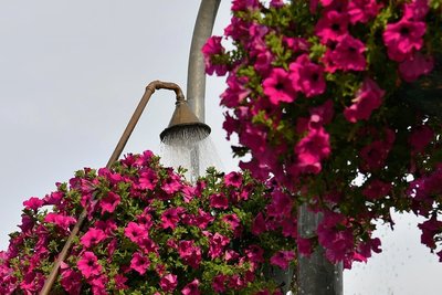 Die Pflanzen in den Kübeln rund um den Markt stehen in voller Blüte. Damit das so ist, werden sie täglich gegossen. 