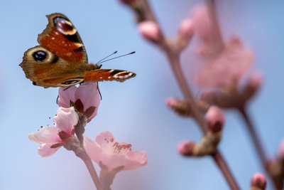 Schmetterlinge sind im Botanischen Garten zu sehen.
