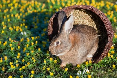 Die im Frühjahr erwachende Natur bietet neue Fotomotive.