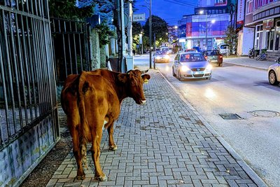 Abends in Peja.