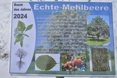 2024 ist die Echte Mehlbeere Baum des Jahres.
