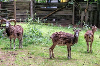 Das Tiergehege ist wichtiger Bestandteil des Stadtparks von Annaberg-Buchholz. Das Gelände soll perspektivisch umgestaltet werden. 