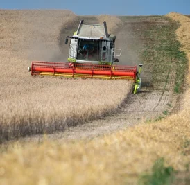 Weltweit gute Weizenernten haben Sachsens Bauern 2015 einen Preisverfall und dem Baywa-Konzern ein Umsatzminus beschert.