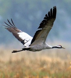 Ein Kranich fliegt über ein Feld. 