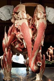 Eines der Highlights der Ausstellung wird die Elefantenkuh Samba sein. Sie ist das größte Lebewesen, das je plastiniert wurde.