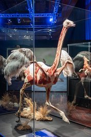 Der Strauß: Er ist der größte Vogel der Erde.