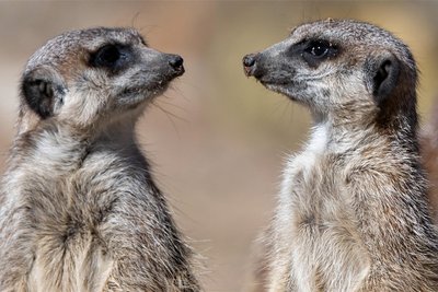 „Haste schon gehört? Im Bilderbuchkino läuft diesmal „Karneval im Zoo“.