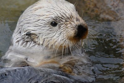 Seeotter gibt es in Oregon nur noch in Tierparks wie dem Oregon Aquarium zu sehen.