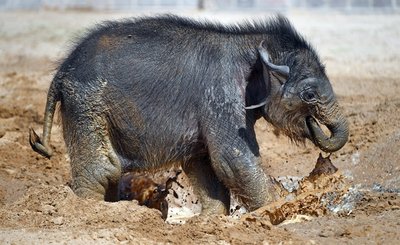 Mama Hoa und ihr Elefantenkind haben eine schwierige Beziehung. Seit der Kleine auf der Welt ist, hat die Mutter wenig mütterliches Verhalten und Interesse gezeigt. Die beiden wurden deshalb mit den «Elefantentanten» Don Chung und Rani zusammengeführt.