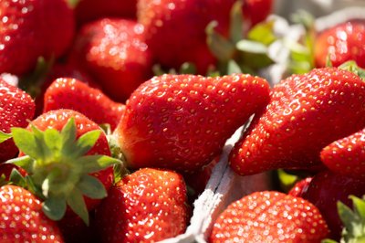 Die Obstbauern erwarten zum Saisonstart eine gute Ernte.