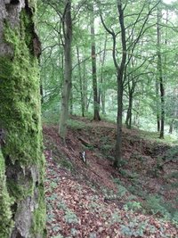 Poppenwald
